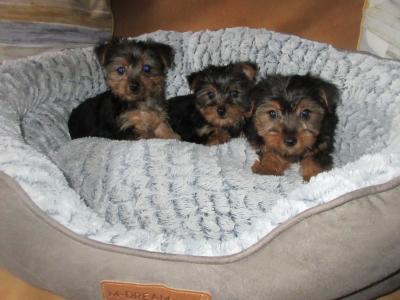 Yorkshire Terrier puppies in Carlow